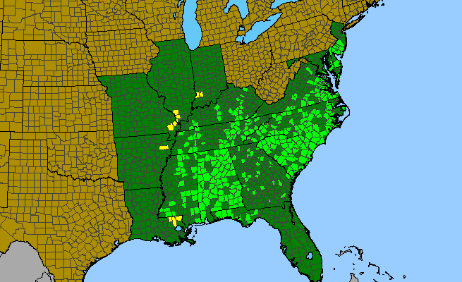 The range of Carya pallida